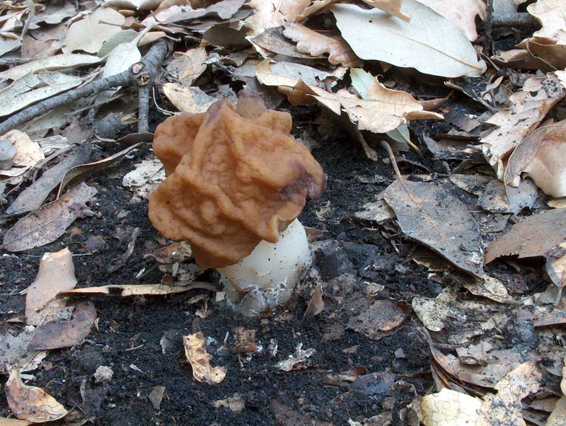 Gyromitra esculenta